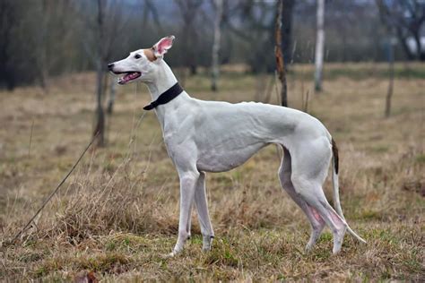 Greyhound A Velocidade Em Forma De Cachorro