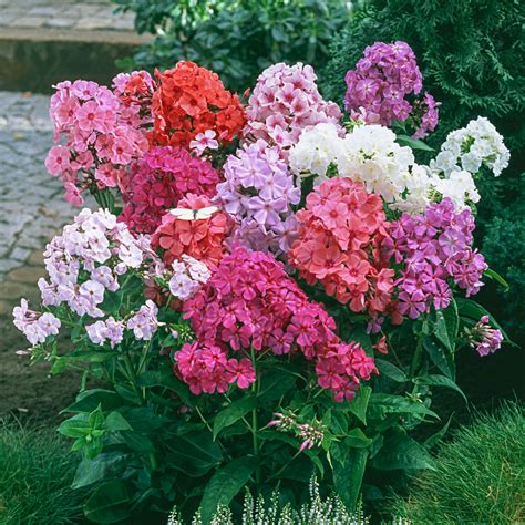 Tall Garden Phlox Fasci Garden