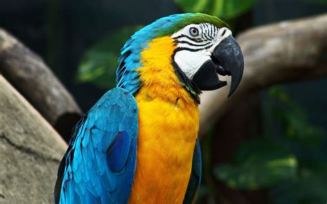 Fondos De Pantalla Aves Loro Azul Fauna Silvestre Pico