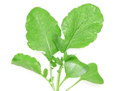 Fresh Radish Leaves On A White Background Stock Image Image Of Fresh