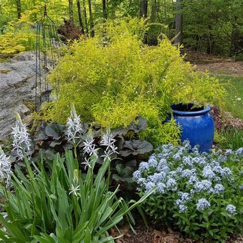 Highlights From Sues 2021 Garden Finegardening Miscanthus Morning