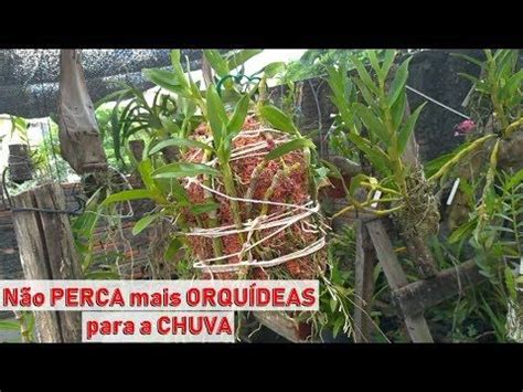 Dicas Dona Maria Não PERCA mais ORQUÍDEAS para a CHUVA YouTube