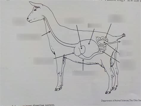 Ruminant Digestive System Diagram Quizlet