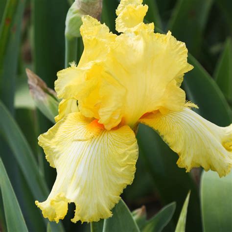 Reblooming Bearded Iris Bulbs for Sale | Large Iris Rhizomes – Easy To ...