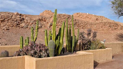 High Desert Flowering Shrubs Best Flower Site