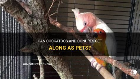 Can Cockatoos And Conures Get Along As Pets Petshun