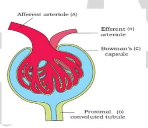 The given diagram represents the Malpighian body. Identify A to D