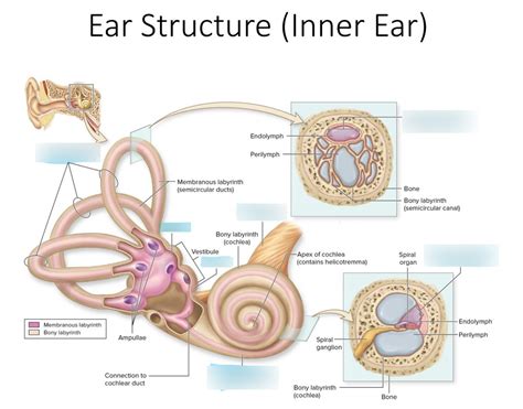 Ear Structure Inner Ear Diagram Quizlet