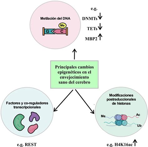 Factores ambientales que alteran la expresión genética - geneticahoy.com