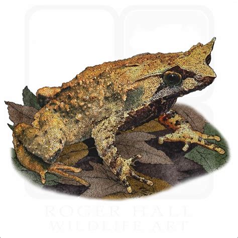 Mindanao Horned Frog Signed Fine Art Print Inkart