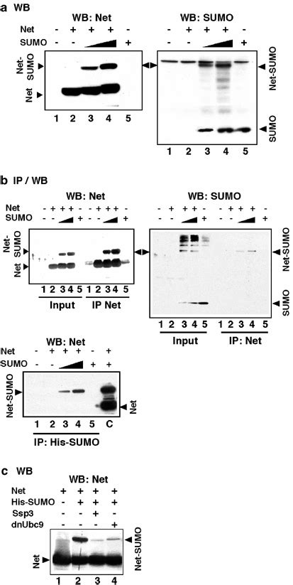 Net Is Sumoylated In Vivo A Wb Detection Of Sumo Modified Net Cos 7