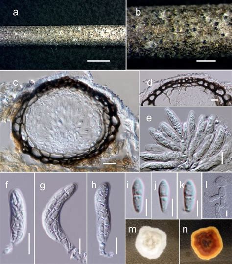 Ascochyta Clinopodiicola MFLU 17 1034 Holotype A B Ascomata On Host