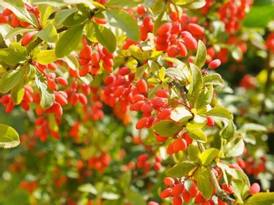 20 Amazing Benefits of Barberries Zereshk - Healthogic