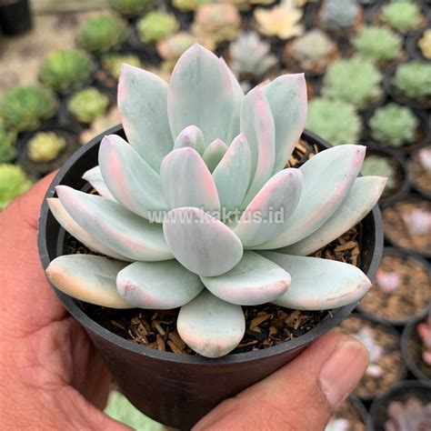 Pachyphytum Plants For Sale From Kaktus Id Source Quality Cactus And