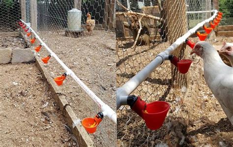 Bebederos De Copa Auto Con Adaptador Para Gallina Gallo Huro