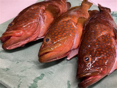 【幻の魚】あこうキジハタ1000gハタ科の高級魚夏が旬です！【生】：鳥取県産の魚介セット｜食べチョク｜産地直送産直お取り寄せ通販