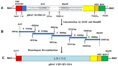 Viruses Free Full Text Construction Characterization And