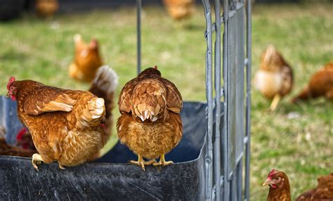 Cria O De Galinha Caipira Tire Suas D Vidas