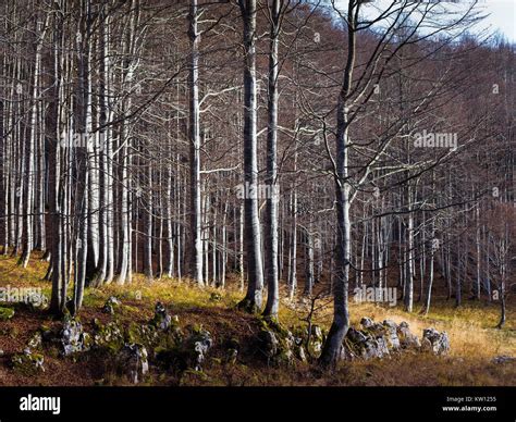 Bosque De Hayas Fagus Sylvatica Rboles La Meseta De Cansiglio