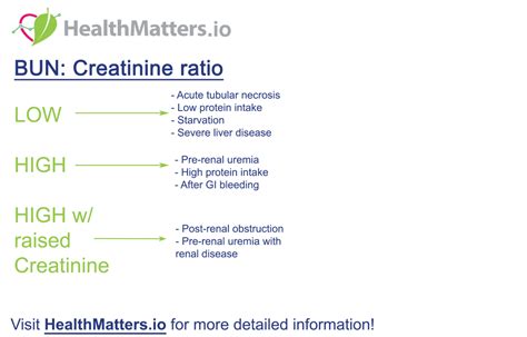 Understanding the Significance of a High BUN to Creatinine Ratio - E ...