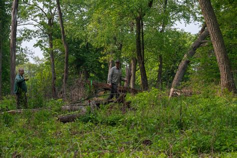 Weed Workday At Lake View Hill Pulling Garlic Mustard At L Flickr