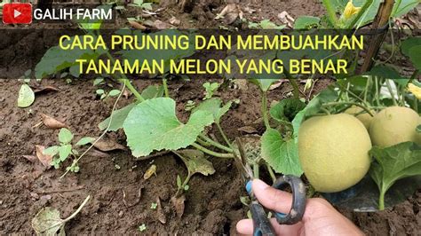 Cara Pruning Dan Membuahkan Tanaman Melon Yang Baik And Benar Youtube