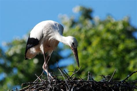 Strasbourg Une Cigogne Secourue Par Un Policier Au Parc De L Orangerie