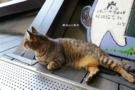 新北瑞芳｜猴硐貓村：超療癒貓咪小村落，全球六大賞貓景點！ 輕旅行