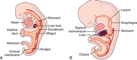 Embryology, Anatomy, Histology, and Developmental Anomalies of the Liver - Clinical Tree