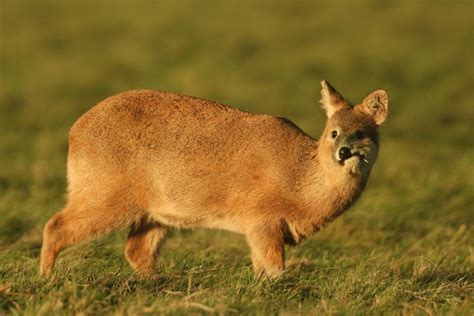 Chinese Water Deer Facts | CRITTERFACTS