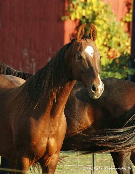 Beautiful Horses Those American Saddlebreds Larry Fiske Photography