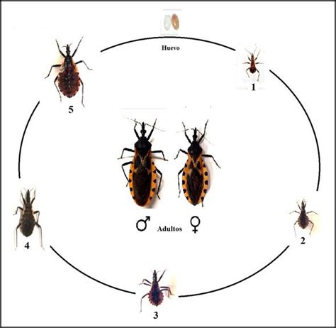 Triatoma Dimidiata ¿lo Conoces