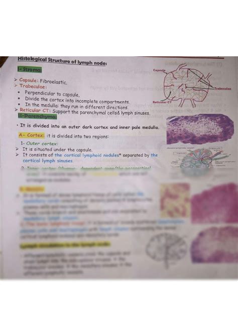 SOLUTION: Histology of lymphoid organs - Studypool