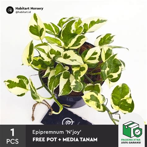 Jual Habitart Nursery Tanaman Hias Gantung Epipremnum Aureum N Joy