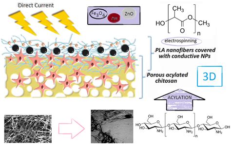 Polymers Free Full Text Hybrid Bilayer Plachitosan Nanofibrous Scaffolds Doped With Zno