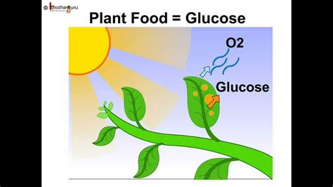 Glucose In Plants