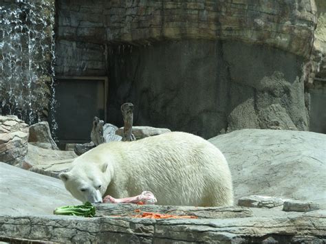 Doug's photo site: San Diego Zoo: Polar Bear feeding time