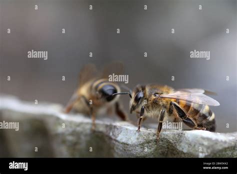 Honey Bee Drinking Stock Photo Alamy