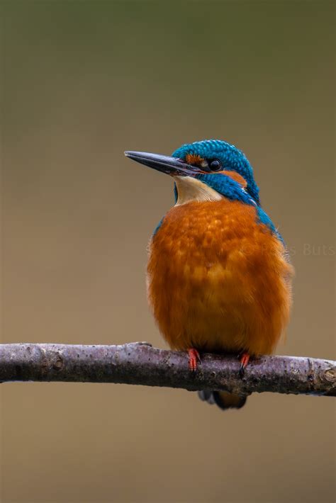 Kingfisher Eurasian Kingfisher Also Called Common Kingfis Flickr