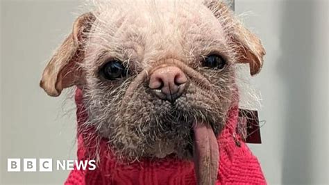 Britains Ugliest Dog Peggy Gets Prize Winning Makeover