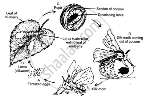 Make Sketches of the Two Stages in the Life History of the Silk Moth ...