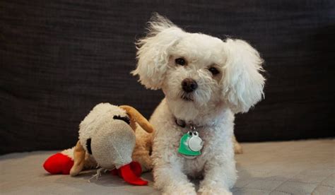 Maltipoo Der Malteser Pudel Mix Im Portrait Mit Bilder