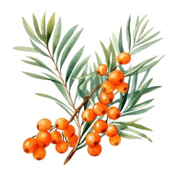 Watercolor A Sprig Of Sea Buckthorn Berries With Leaves Yellow