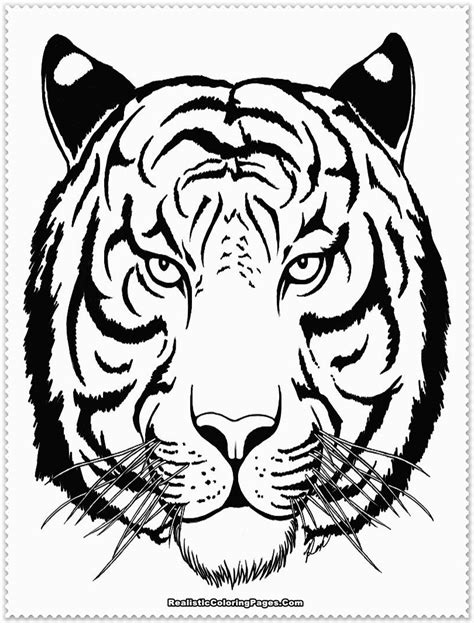 Siberian Tiger Drawing at GetDrawings | Free download