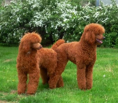 Red standard poodle puppies for sale brown standard poodle puppies for ...