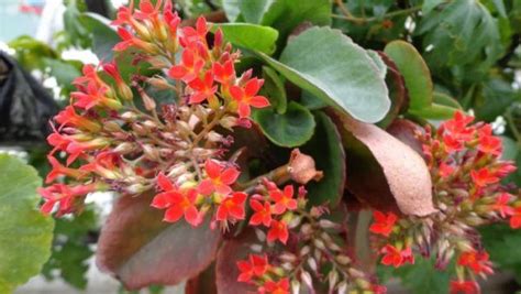 Kalanchoe Contraindicaciones Propiedades Y Beneficios Unisima