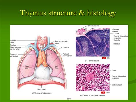 Thymus Histology Diagram