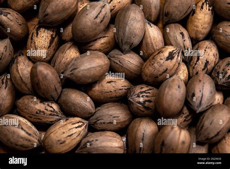 Raw In Shell Whole Pecan Nuts Stock Photo Alamy