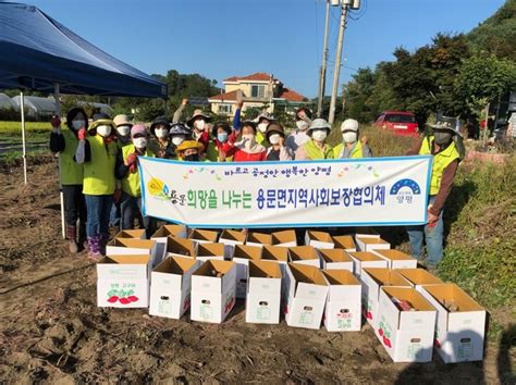 앙평군 용문면 지역사회보장협의체 사랑나눔농장 고구마 수확에 구슬땀