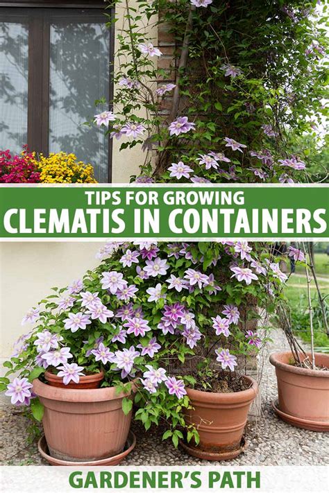 How To Grow Clematis In Containers Gardeners Path Free Download Nude